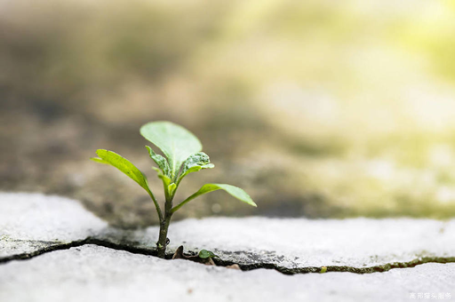 廣東省關于城鄉(xiāng)居民基本養(yǎng)老保險助力全面實施鄉(xiāng)村振興戰(zhàn)略的若干意見